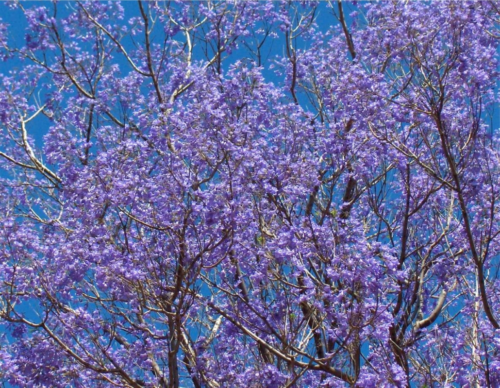himmlische_blueten_005