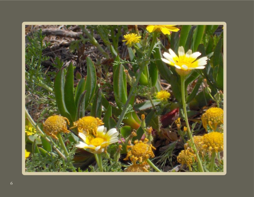 himmlische_blueten_007