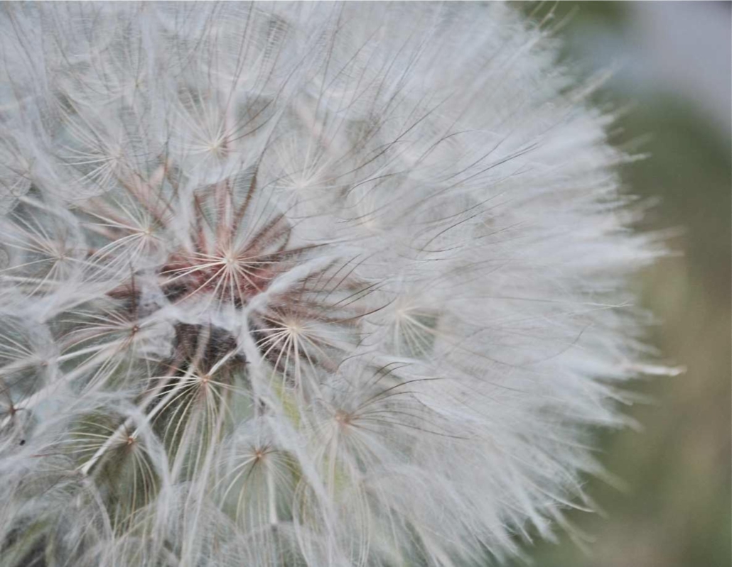 himmlische_blueten_011