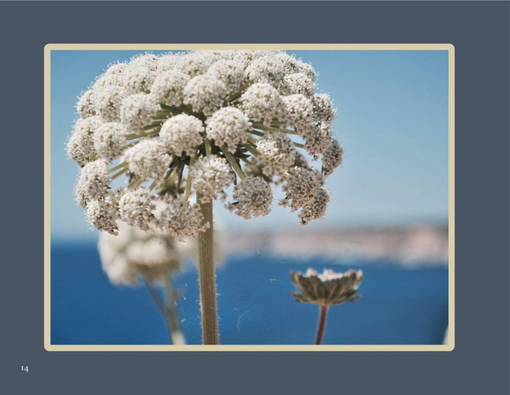 himmlische_blueten_015