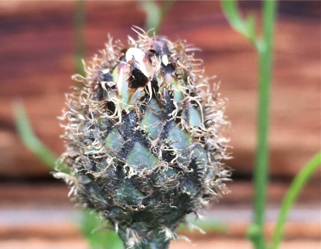 himmlische_blueten_017